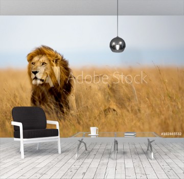 Picture of Mighty Lion watching the lionesses who are ready for the hunt in Masai Mara Kenya